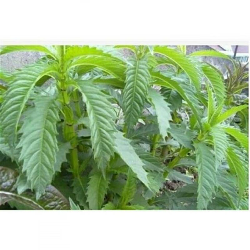 纯生现挖苗天然正宗种苗地笋天麻苗夫麻苗乌天麻盆栽地栽虫草营养 1