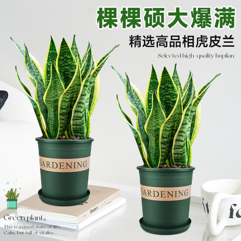 梵花壹木金边虎皮兰盆栽多肉易活水培植物绿植办公室内花卉大全客厅虎尾兰 虎皮兰70-80cm6棵（草编盆）送肥料 含盆