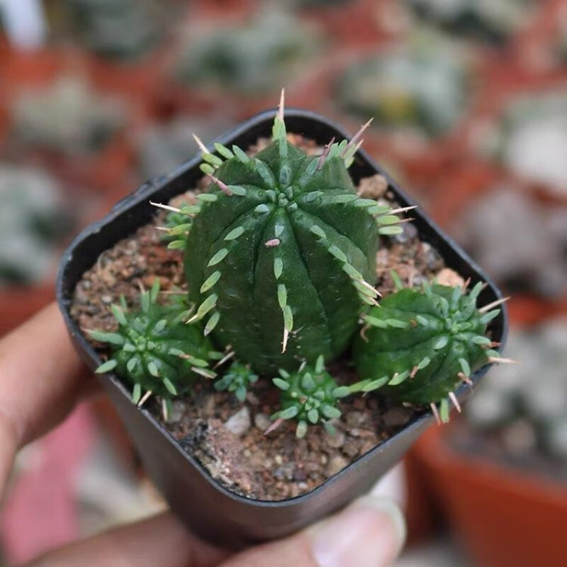 仙人掌兽【火麒麟】红彩阁红刺麒麟大戟科多肉植物仙人球花卉盆栽