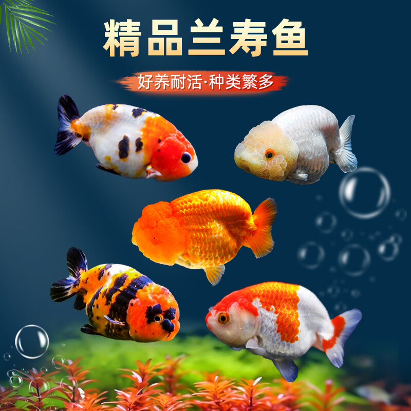 百纶木千兰寿金鱼小鱼观赏鱼淡水鱼锦鲤泰狮金鱼冷水鱼活体国粹蝶尾小金鱼 【精品随机】4-5cm 小兰寿+小泰狮 各6共12条送鱼粮