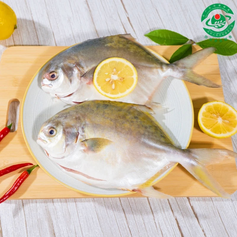 超低温急冻金鲳鱼新鲜深海捕捞400-500g/条，共5条