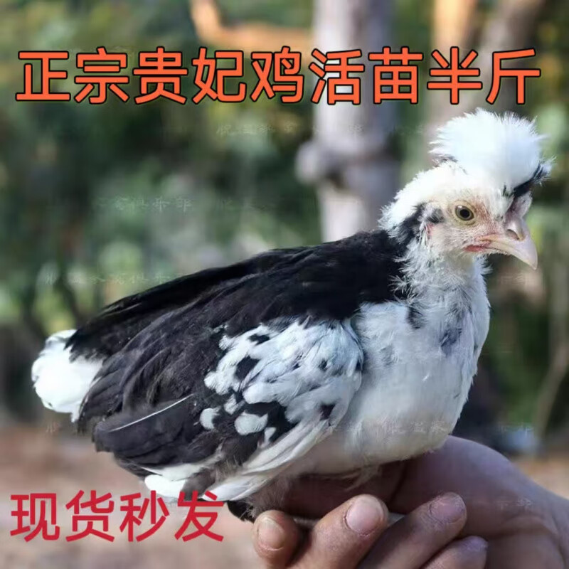 纯种一斤贵妃鸡活苗观赏鸡苗脱温鸡活苗小鸡活苗批发母鸡苗散养鸡 半斤发货贵妃鸡活苗6只(公母找客