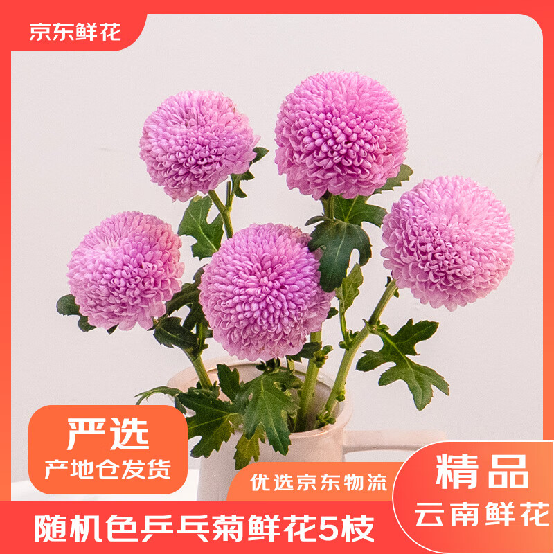 京东鲜花自营次日达乒乓菊玫瑰花束鲜花教师节礼物女老师实用手工生日