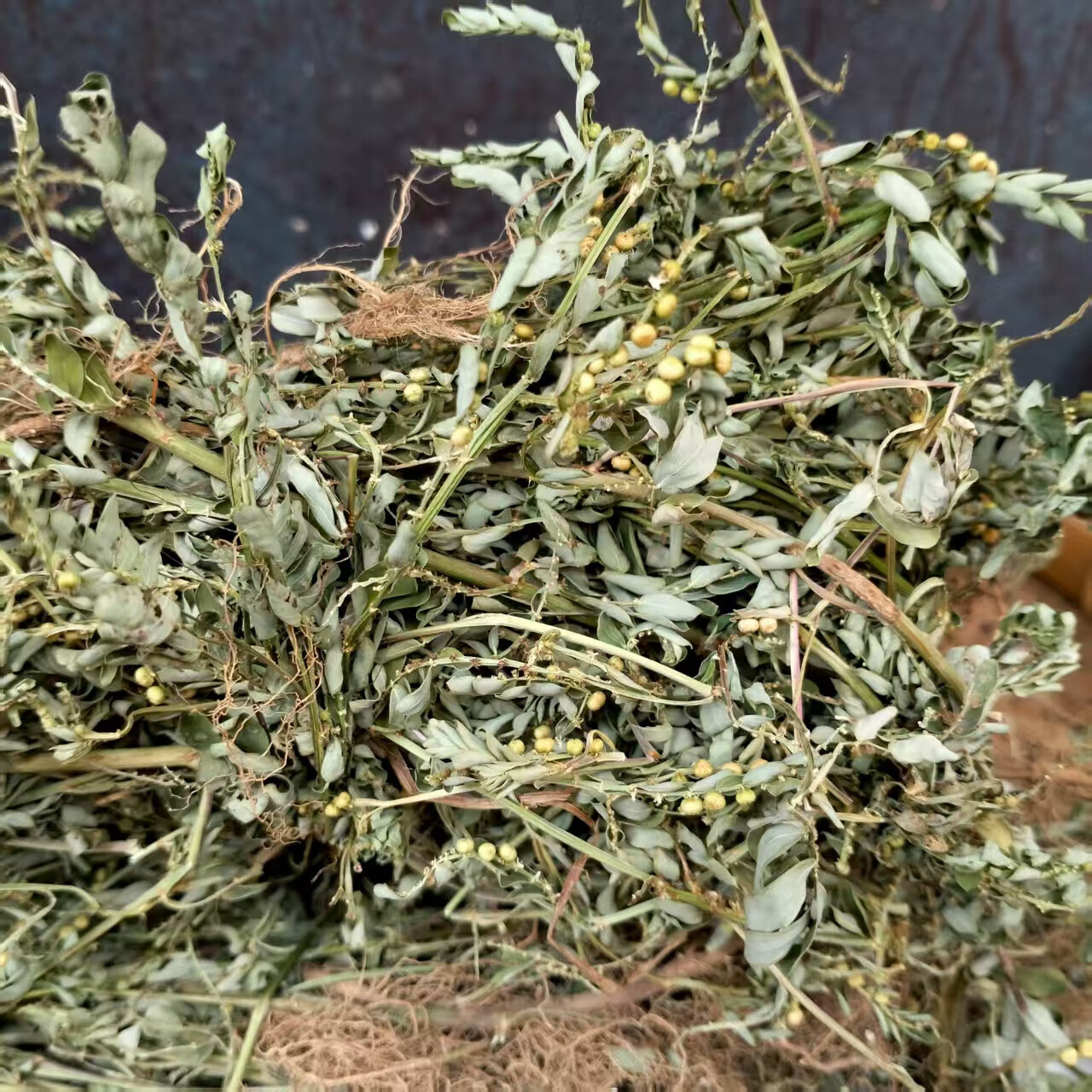 野生叶下珠珍珠草中药材泡水煮粥养生农家自晒天然无硫干净整棵