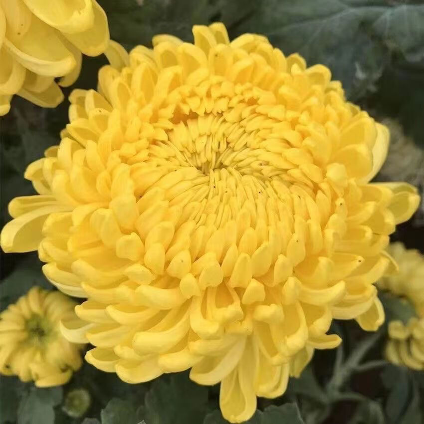 秋颖菊花盆栽四季开花带花苞秋菊大花苗耐寒室内外庭院种植花卉九月菊 黄绣球【大花带花苞】 带土球发货【送肥料+种植说明】