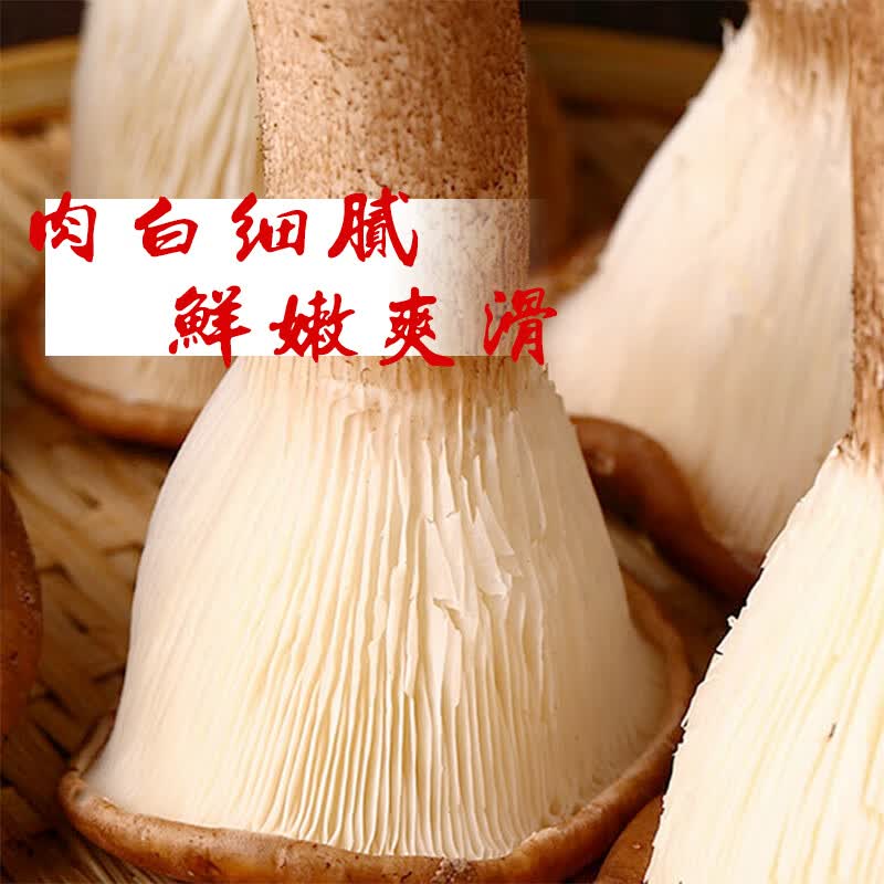 百年云松【2026新鲜猪肚菌】香格里拉鲜菌菇 猪肚菇 大伞菇 新鲜速达 新鲜猪肚菌 800克