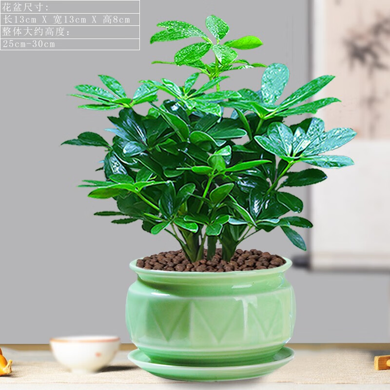 牧粮健七叶莲树植物水培盆栽水栽鸭脚木老桩室内盆景小绿植花卉 七叶