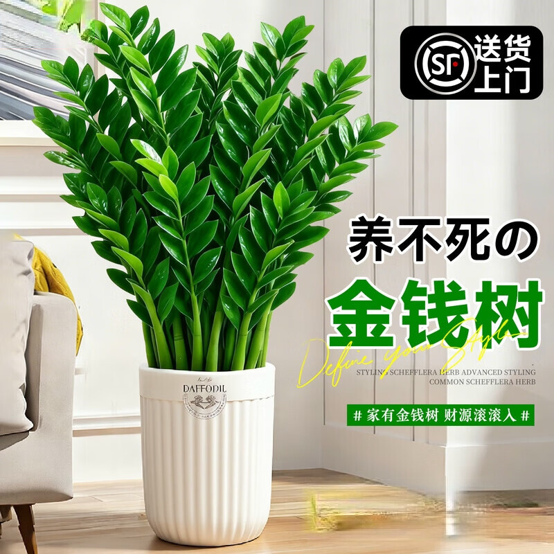 叹为观止大型盆栽金钱榕百合竹金钱树发财树清香木办公室内落地款中型植物 金钱树【95-1.1米】 含盆