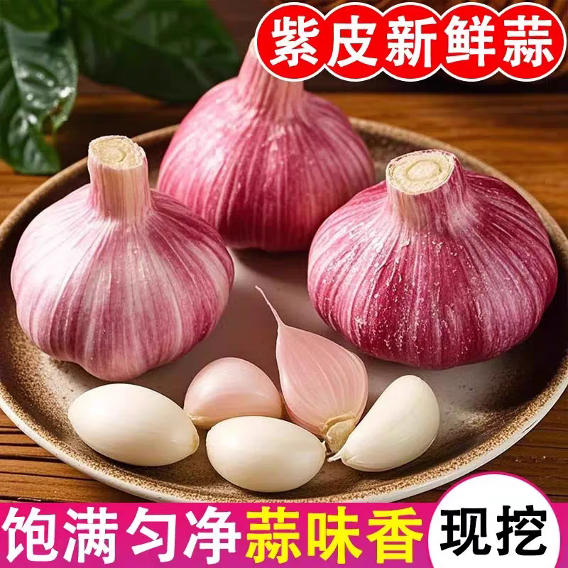 秋宜 2025干新鲜感大蒜现挖新蒜紫皮大蒜批发鲜蒜红皮蒜干蒜 2-2.5斤单果4-5CMM净重1.4斤 新鲜采摘