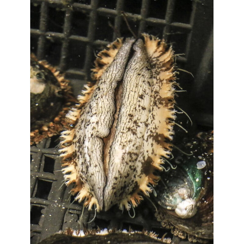 黑金鲍鱼海鲜水产鲜活大鲍鱼鲜活6头特大 10-8只/1斤