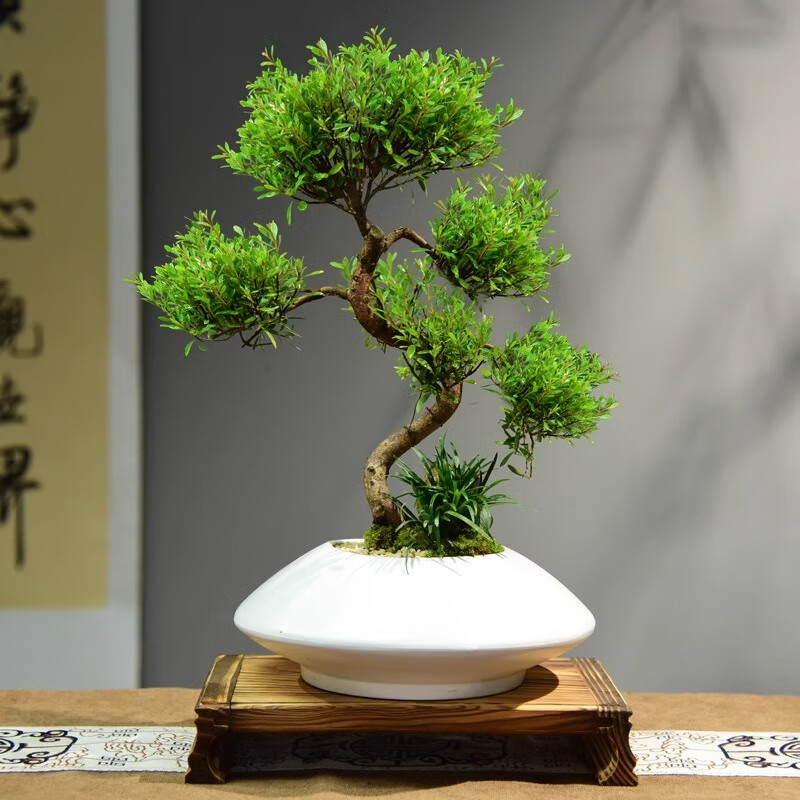 赤楠盆栽室内客厅桌面好养绿植盆景四季常青办公室装饰植物摆件 静觅山造型+长方座+4不小和尚