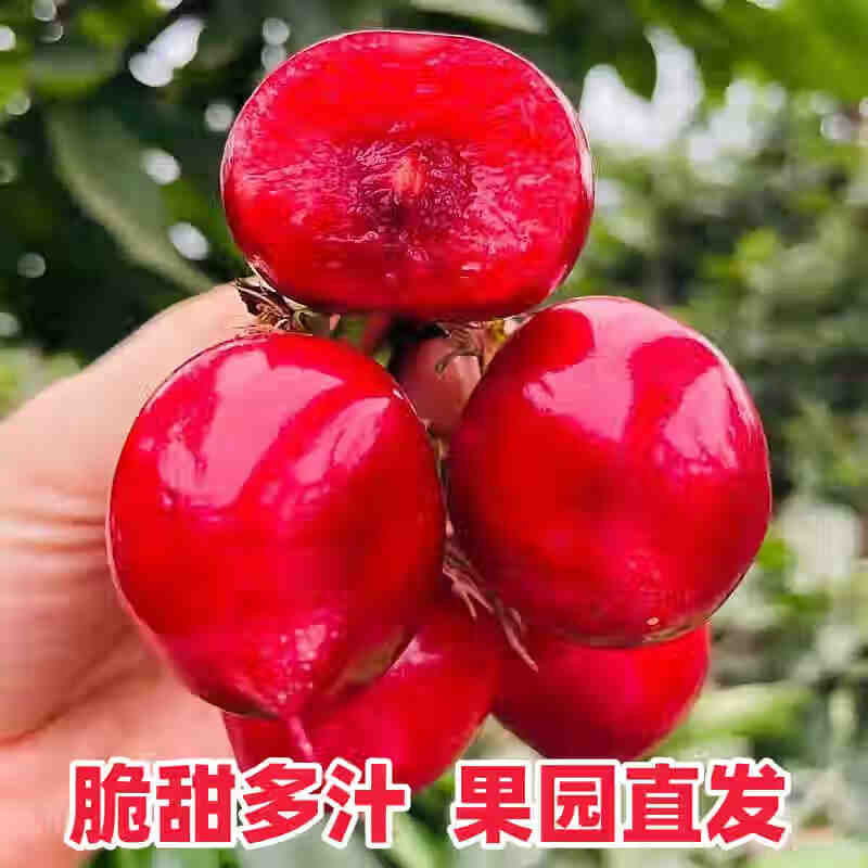 山海关水果沙蜜豆大樱桃孕妇大樱桃现摘新鲜萨米脱儿水果樱桃当季 1kg