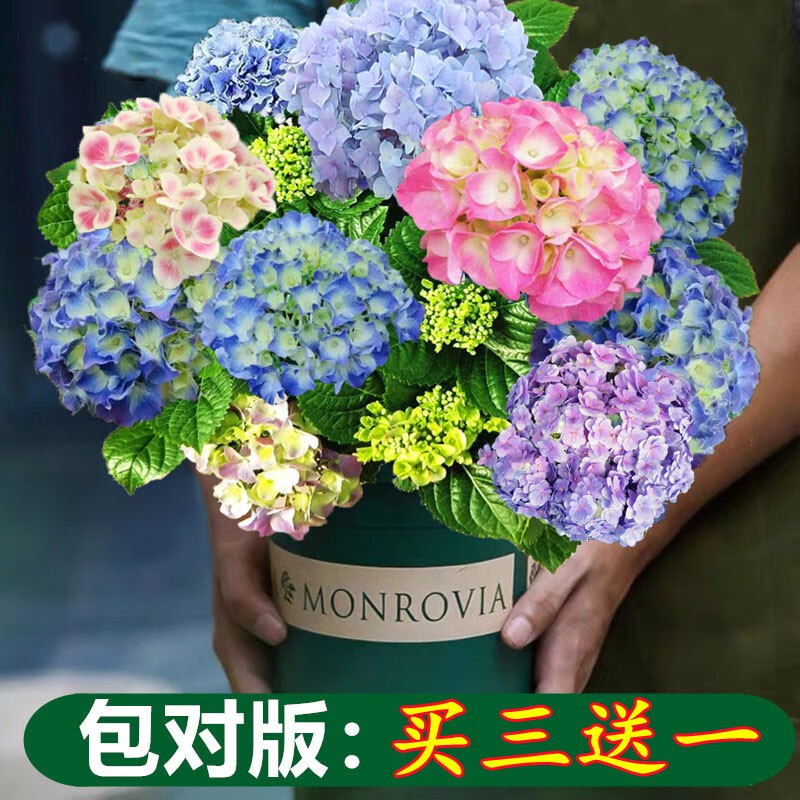 頑冒绣球花苗八仙花盆栽庭院阳台耐寒植物无尽夏花苗四季开花老桩花卉 八仙变色绣球【推荐】+肥料 12年精品老桩开花爆【别墅推荐】 京东折扣/优惠券