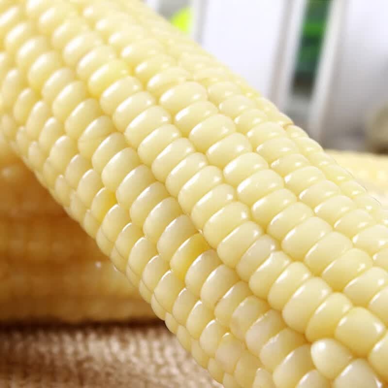 东北白糯玉米棒 新鲜甜糯玉米棒 代餐轻食真空包装黏粘玉米 东北白糯玉米200g*8棒