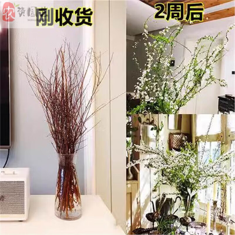 重瓣雪柳鲜枝干枝盆栽水养水培室内花卉好养活泡水生根龙柳好开花 雪柳1米1支装 不含盆
