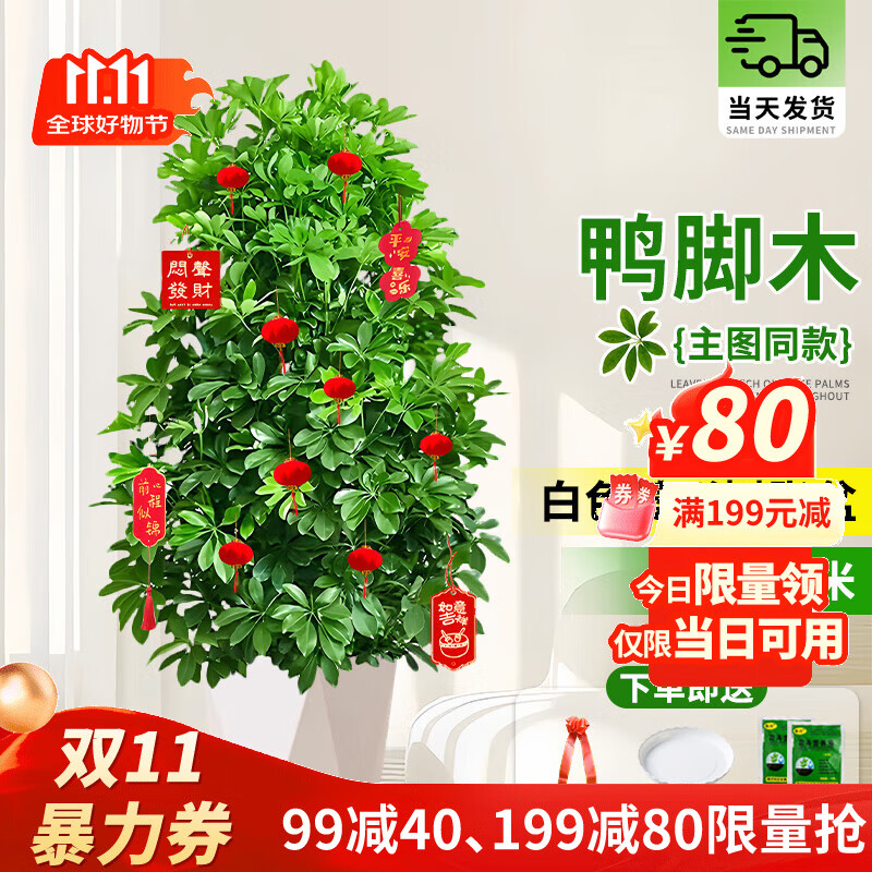 ���ڲ���������������������ֲ ������Ѽ��ľ��������������ֲ���ڿ��������� 1-1.2��Ѽ��ľ����ʯ�衿 ����