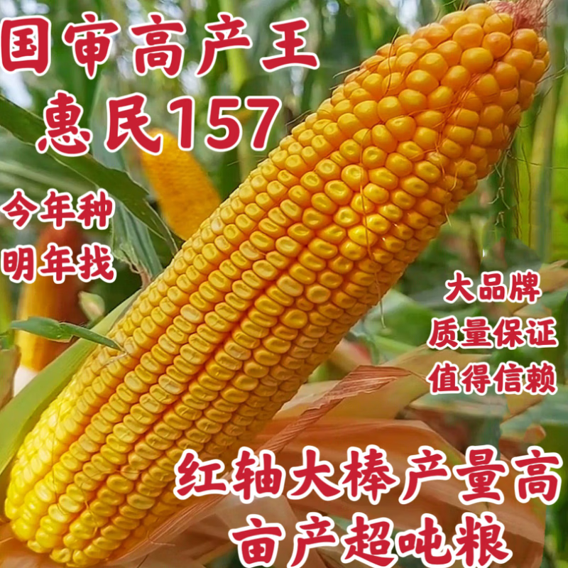 特大穗超高产玉米品种图片