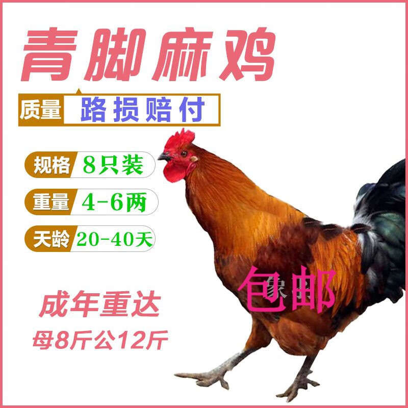 半斤青脚麻鸡苗散养土鸡批发大种肉鸡脱温苗 半斤青脚麻鸡(满5只发)