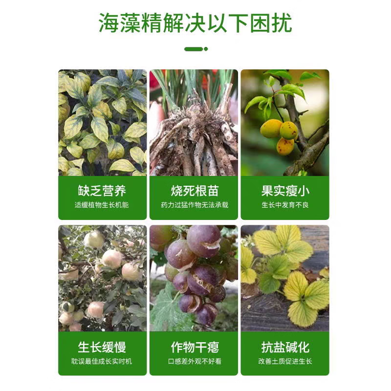 进口40%绿色海藻精肥料叶面肥水溶肥冲施肥促生根剂生根壮苗剂 国产20%海藻精【50斤】