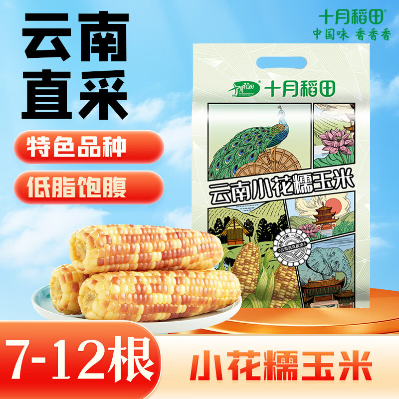 十月稻田 云南小花糯玉米 3斤(7-12根) 25年新玉米 早餐零食