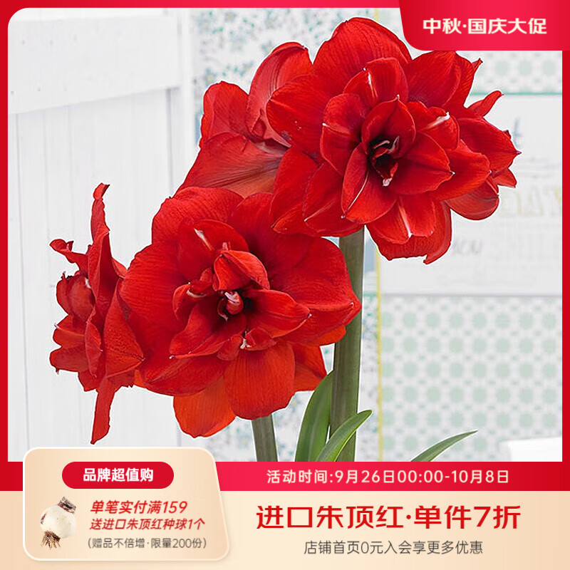 虹越（HONGYUE）進(jìn)口朱頂紅種球秘魯朱裸球 陽(yáng)臺花園地栽盆栽多年生球根花卉 【進(jìn)口球】雙王（28/30）