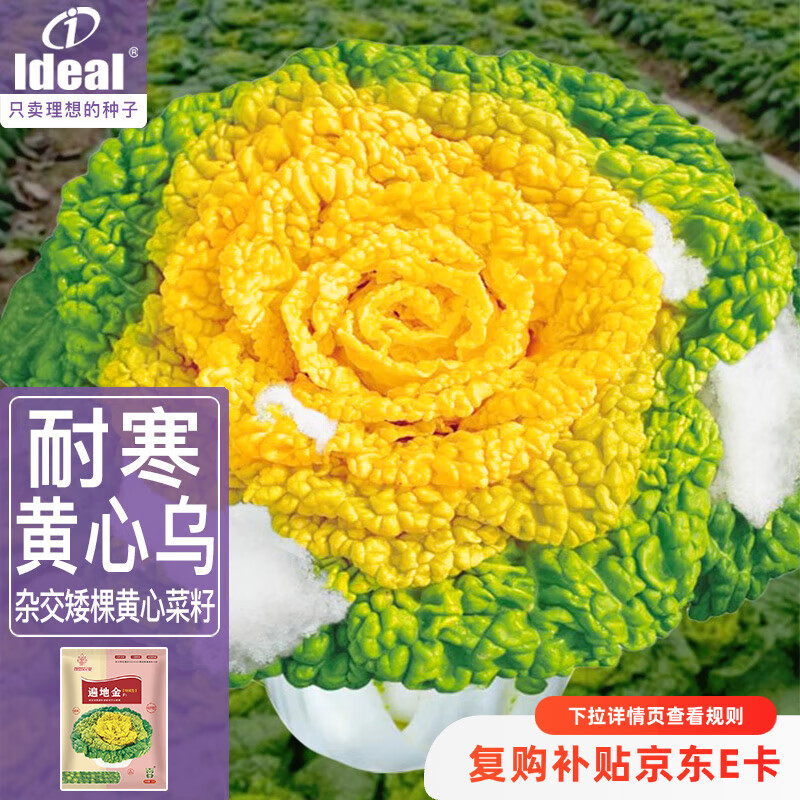 IDEAL理想农业 黄心乌塌菜种子黄玫瑰奶油黄心乌白菜种籽秋季蔬菜种子