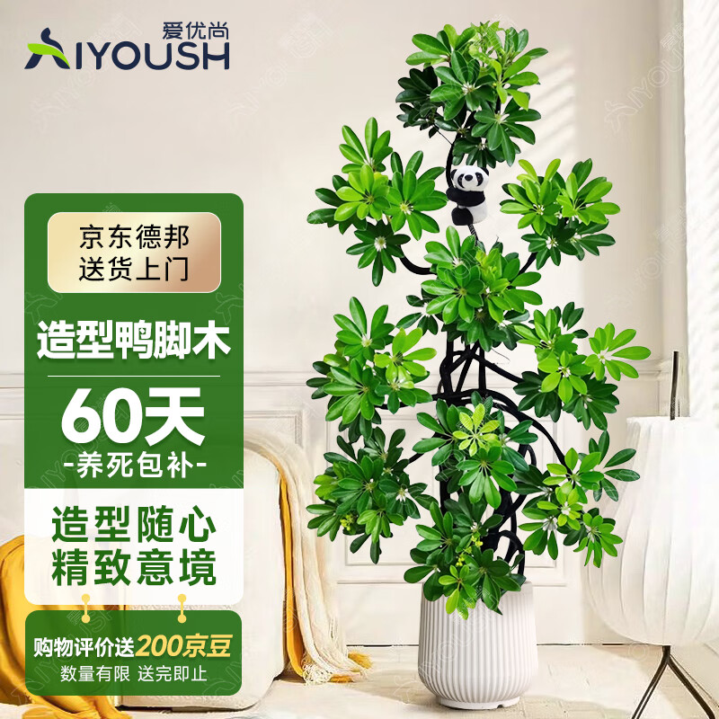 �������ؼ�����Ѽ��ľ���������԰˷�����������ش�����ֲ�߶�Դͷֱ��