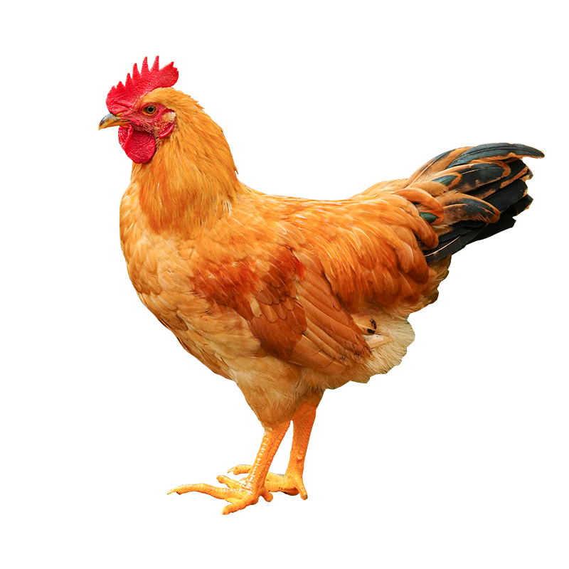 �ʿ ����ɢ������4ֻ ����4�� δ����С����ͯ�Ӽ����Ƽ�Դͷֱ�� 182Ԫ