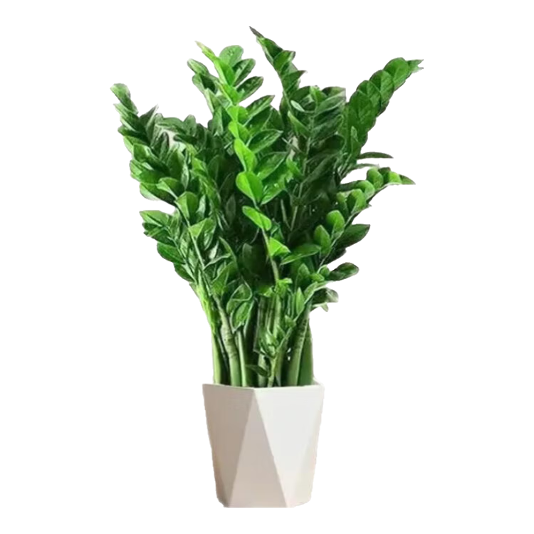 ���вƽ�����Ǯ��������������ֲ������ ��ҵ��Ǩ������ȩ ���ΰ��� ��60-70cm+�������� 1��