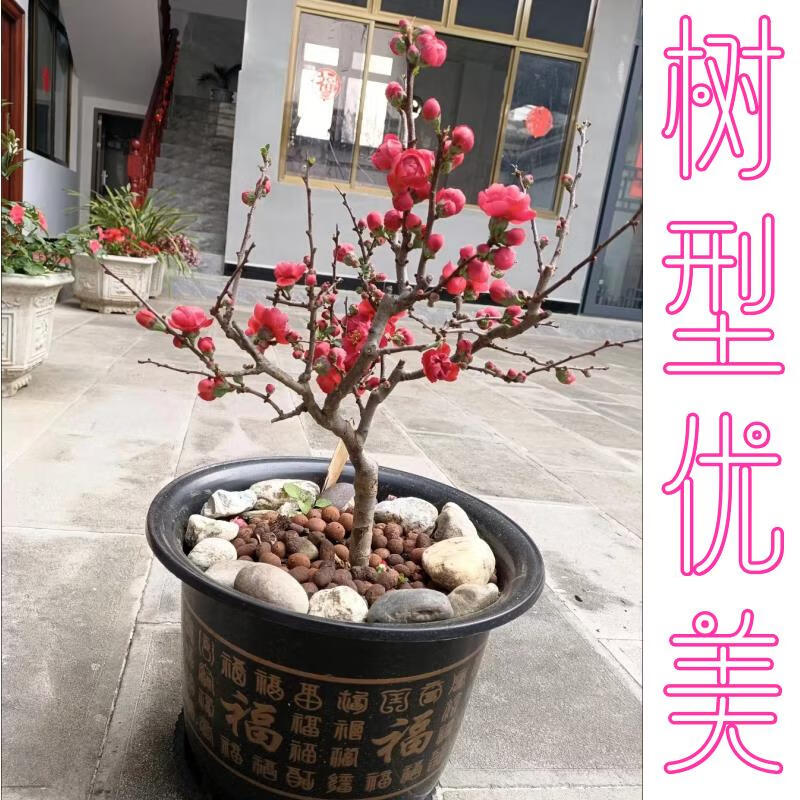 旺园兴正品重瓣长海棠花盆景海棠老桩庭院植物冬季耐寒四季阳台花卉 【原盆原土】长寿海棠花十年苗（精品老桩 开花成景）