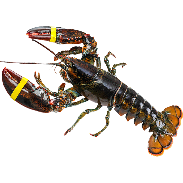 ����Ԫ������ֵ��鿳���ʿ����Ϻ�ʻ��ٶ���Ų���3-8�� 4.5-5��/ֻ