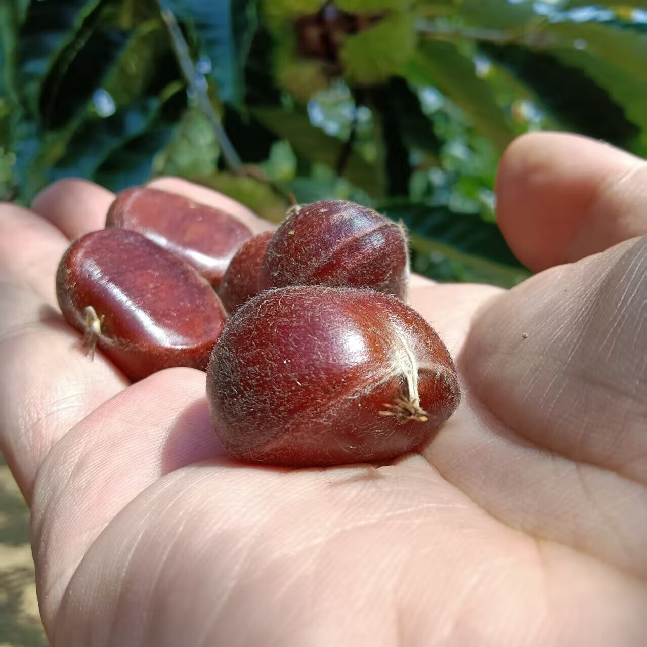 西木密语【端午特惠】2025年迁西遵化生鲜板栗批发零售栗农直发燕山南坡 迁西3113早期板栗中粒 5斤