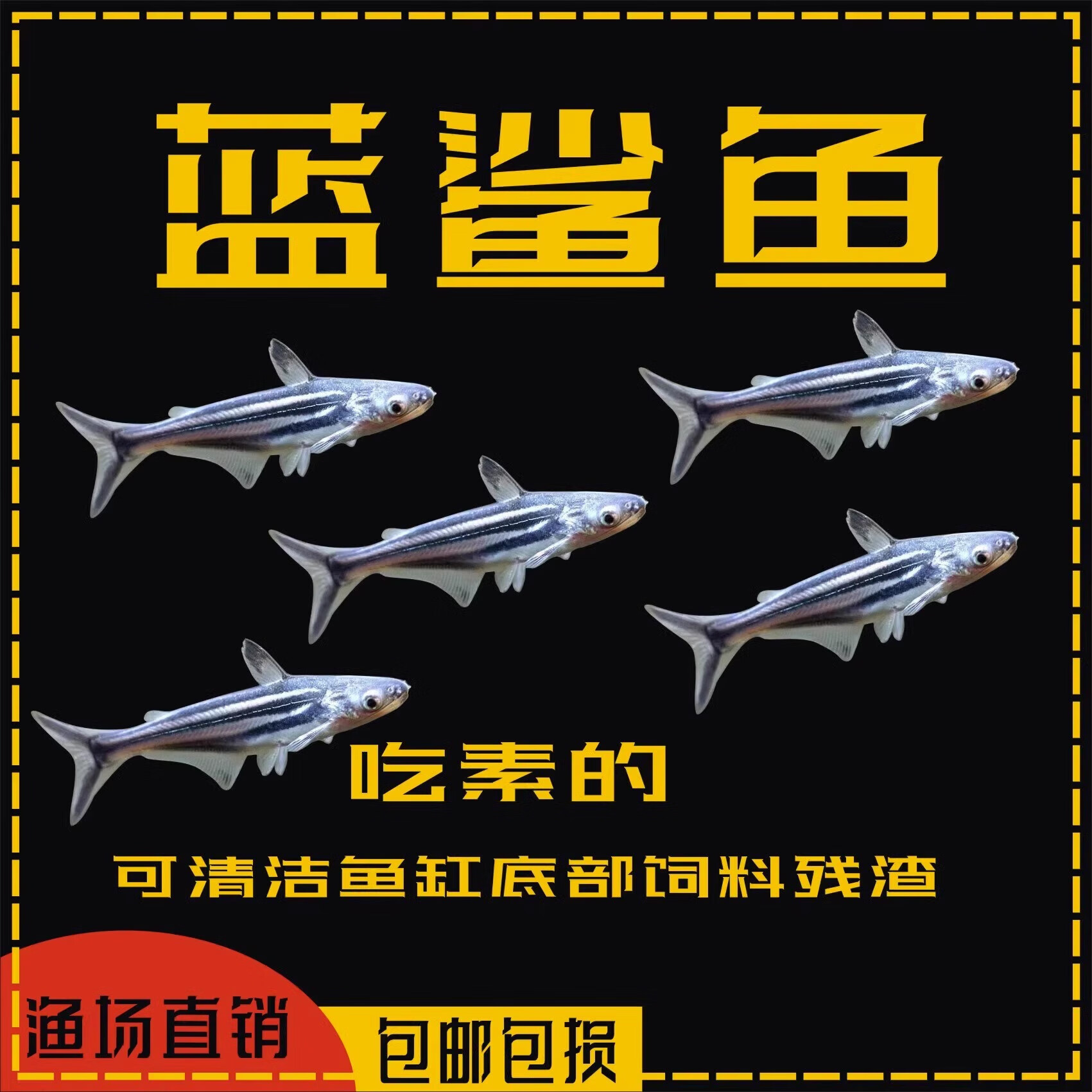 淡水鲨鱼小蓝鲨白化鲨蓝虎鲨观赏鱼热带鱼银龙配鱼套餐包活 3