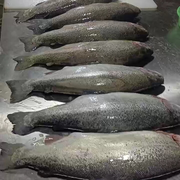【顺丰包邮】新疆三文鱼整条可开片江苏发新鲜3-10斤虹鳟三文鱼 6斤 整条开片(送酱料包)