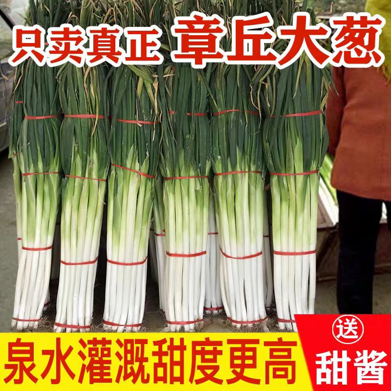 风筝王章丘大葱 生鲜山东特产大葱脆嫩爽口山东章丘蔬菜甜葱 送甜酱 章丘大葱9斤
