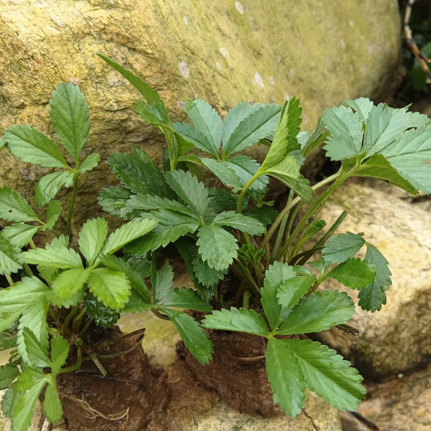 新鲜五皮风 中药材五星草蛇含草地五加 五叶莓洗净晒干蛇含委陵菜 现