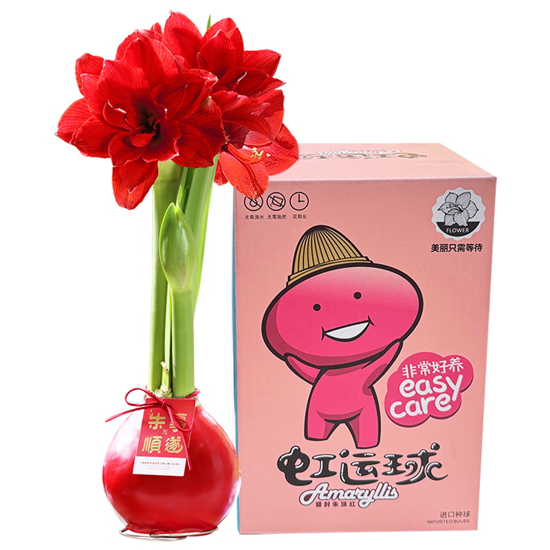 �����ʻ������춥����а�-�����28-30cm�컨����ʥ����������Դͷֱ�� 79.0Ԫ����79Ԫ/����