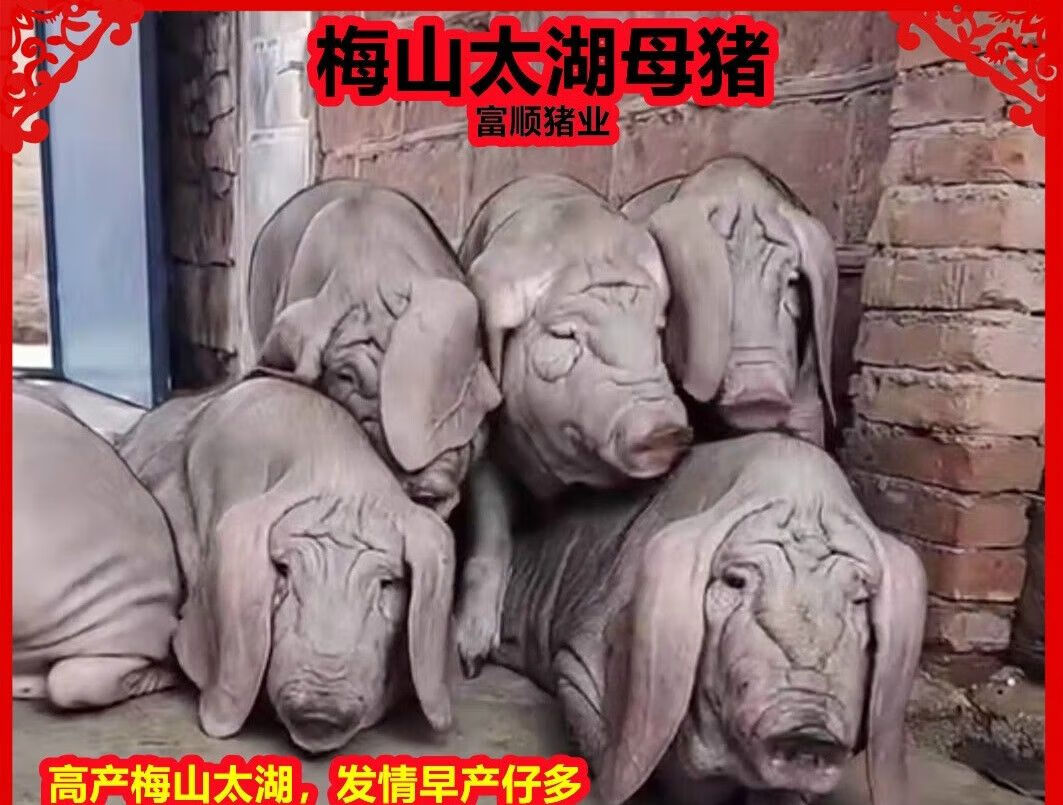 原种太湖母猪苗梅山小母猪仔纯种一代太湖二花脸后备母猪包邮 原