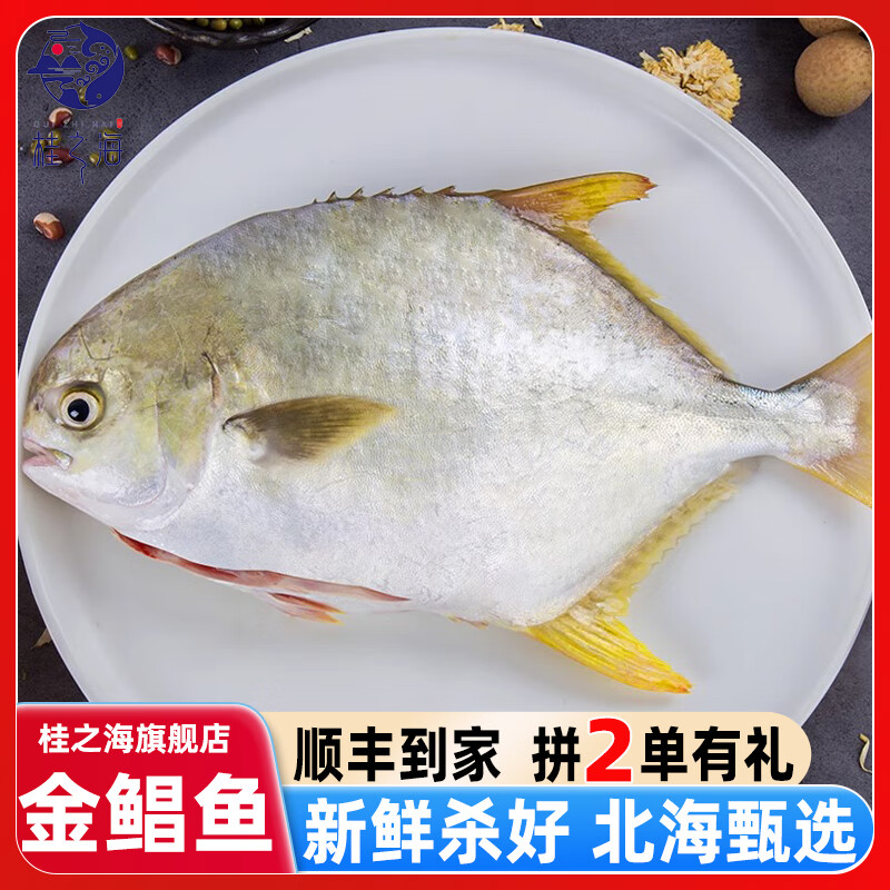 桂之海 桂（GUIZHIHAI）北海金鲳鱼新鲜杀好深海鱼鲜活去鳃去内脏冷冻生鲜特大开腹金昌鱼 5条超大【520-600g/条】新鲜杀好