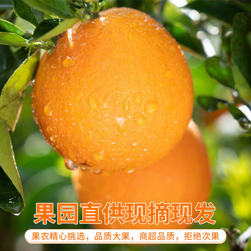 果农侠湖北秭归新鲜脐橙水果汁多皮薄高山橙子现摘现发 85mm以上 净重9斤