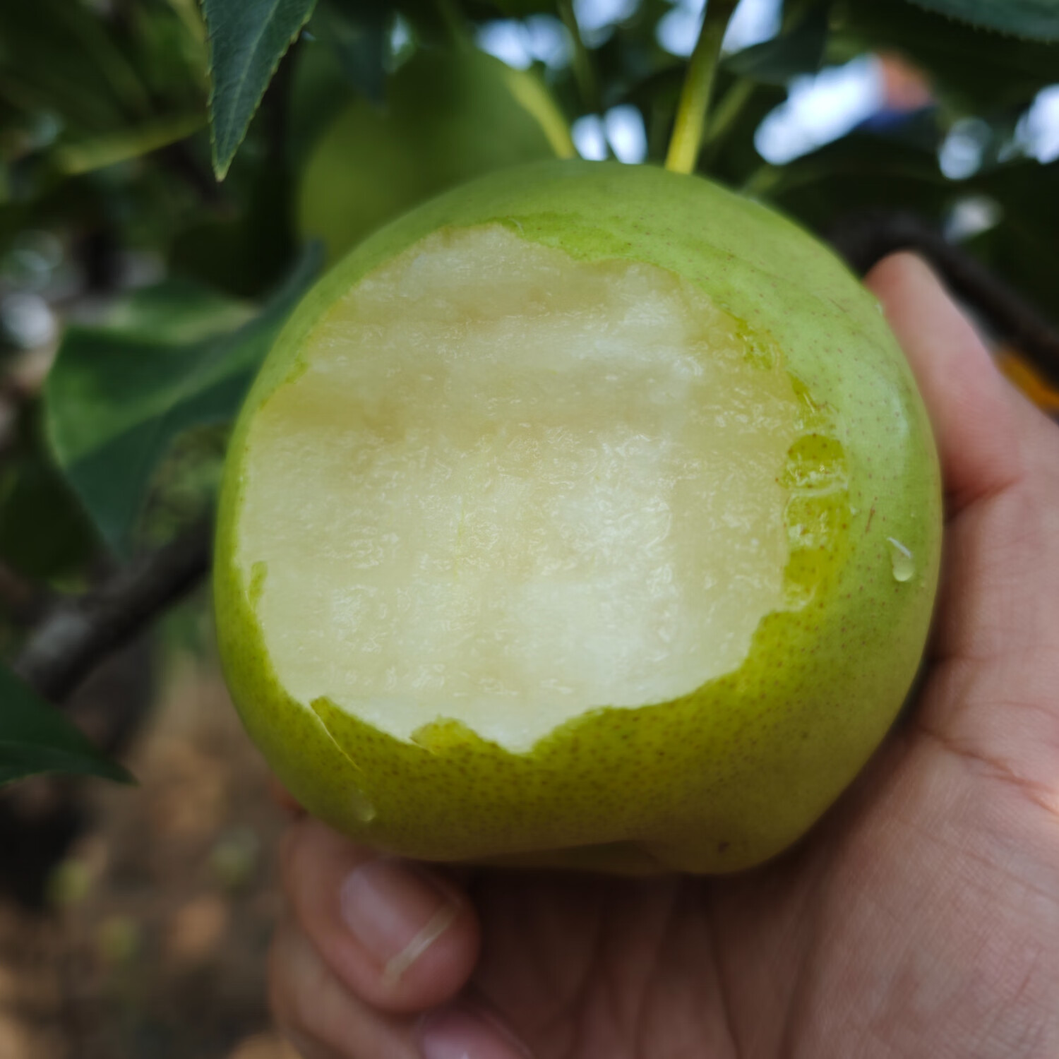 霁林鲜生正宗山西运城丹霞红梨5斤装新鲜应季水果生鲜香梨礼盒京东