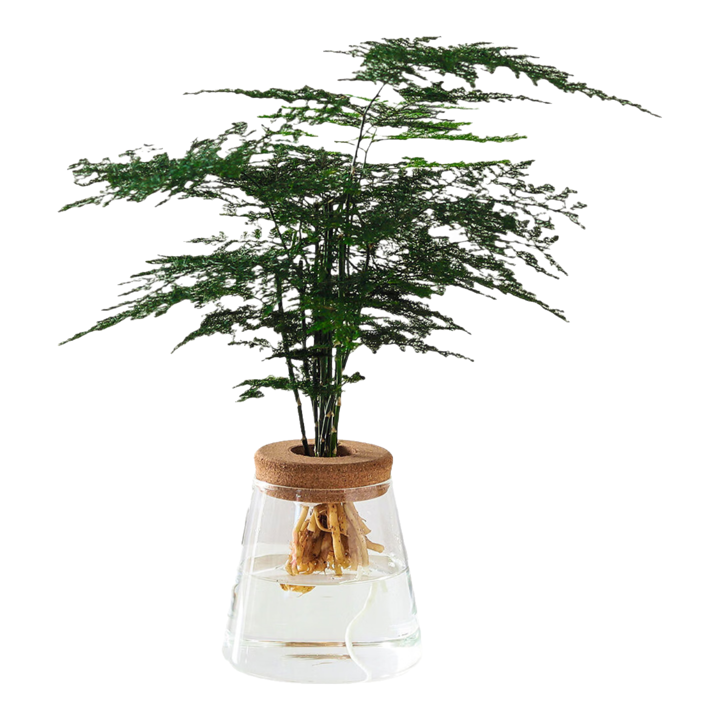 ��ѿ����ˮ��ֲ����ֲ�칫����ˮ�����ܻ��ܿ������������ļ�ˮ������ ����-��ɽ�� �����Ժ� 45.39Ԫ��3��(��15.13Ԫ/��)