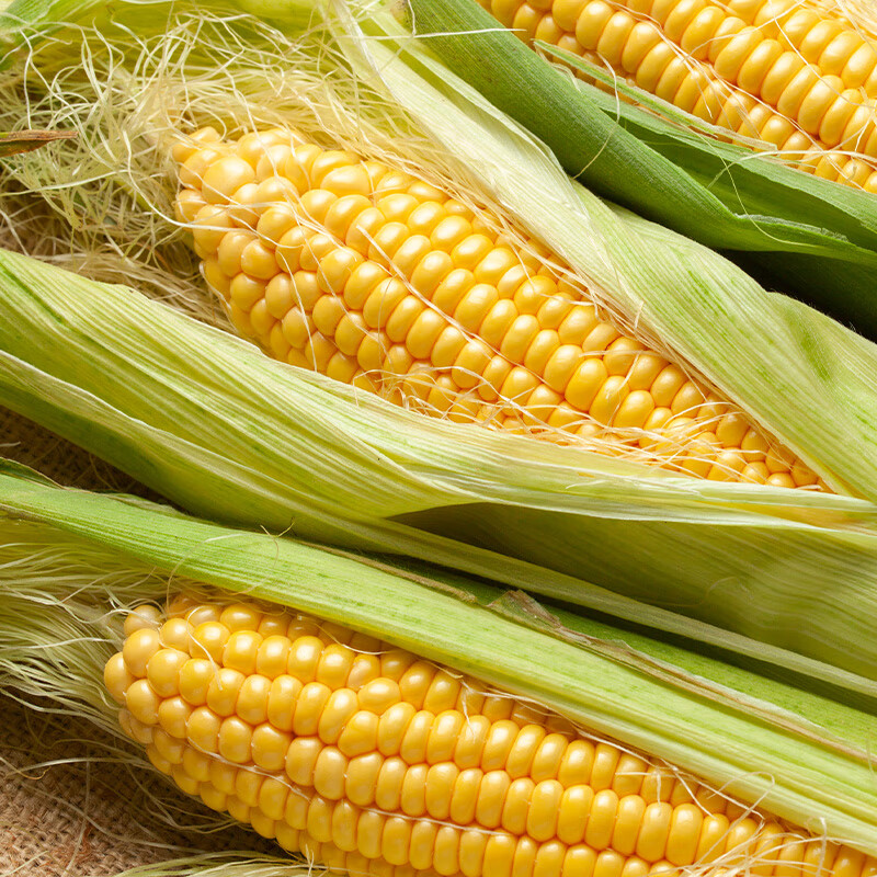 宝菜玉米新鲜黄甜玉米云南带皮水果玉米棒低脂减肥早餐 整箱包邮 净重5斤(约4-7根)