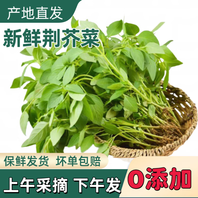 荆芥菜新鲜现摘现发河南荆菜大叶农家自种荆棘菜 带根新鲜荆芥 现摘现发一斤
