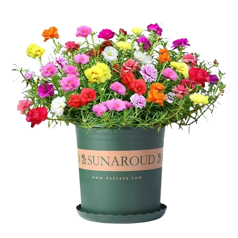 ����Ұ��������Ӳ�˹��������ͥԺ��̨���Ե��Դ����ļ��׻�� ��ɫ��˹��300��+�� ʵ������/���ɻ� 3Ԫ