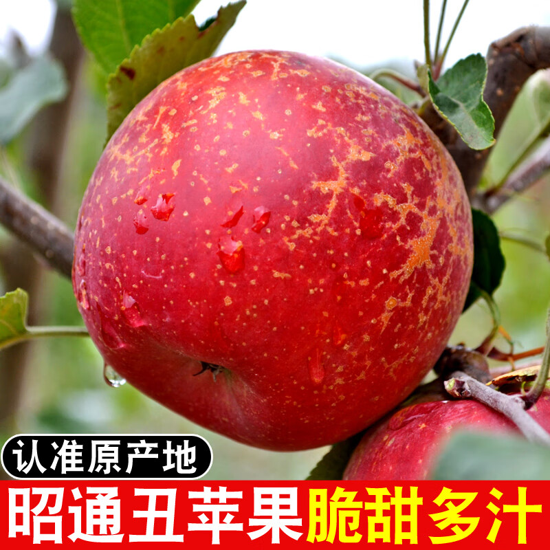 朵芮蜜正宗25年新果云南昭通冰糖心丑苹果当季水果现摘脆甜野生富士苹果 净重4.5斤80-85mm