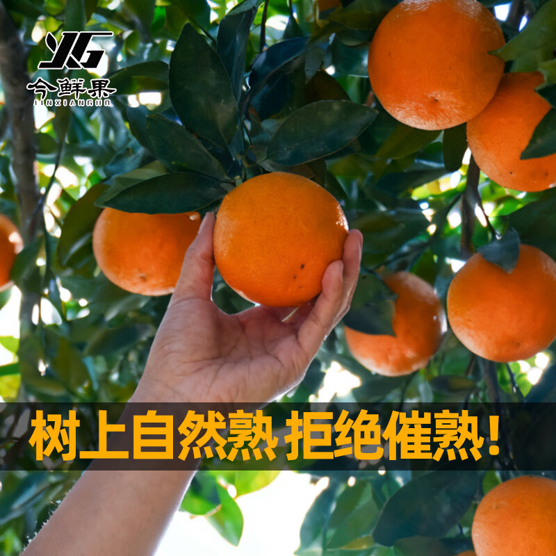 今鲜果四川爱媛38号果冻橙新鲜水果橙子应季现摘柑桔橘子手剥橙孕妇水果 [性价比高]爱媛果冻橙净重4.5斤/单果75mm+