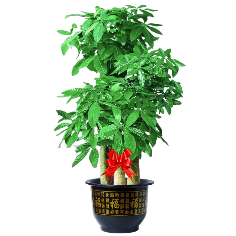 ���ڲ��������Ų������в���ֲ����ͷ�����������Ǩ��ҵ1.5-1.6m������Դͷֱ�� 227.91Ԫ(������)