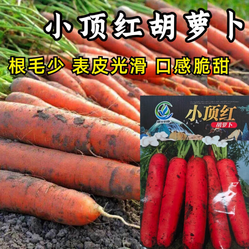 10克袋[小顶红胡萝卜]