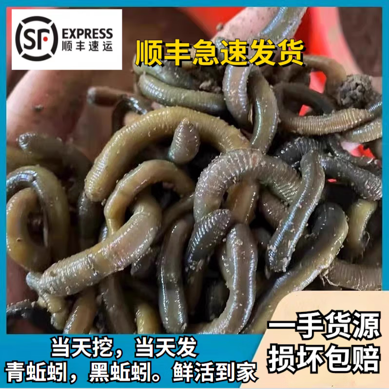 青蚯蚓鲜活鱼饵钓黄鳝青蚯蚓钓黄鳝诱饵活饵蚯蚓 中号1斤(顺丰快递)